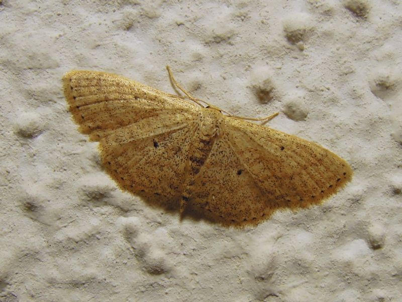 Scopula (Calothysanis) minorata